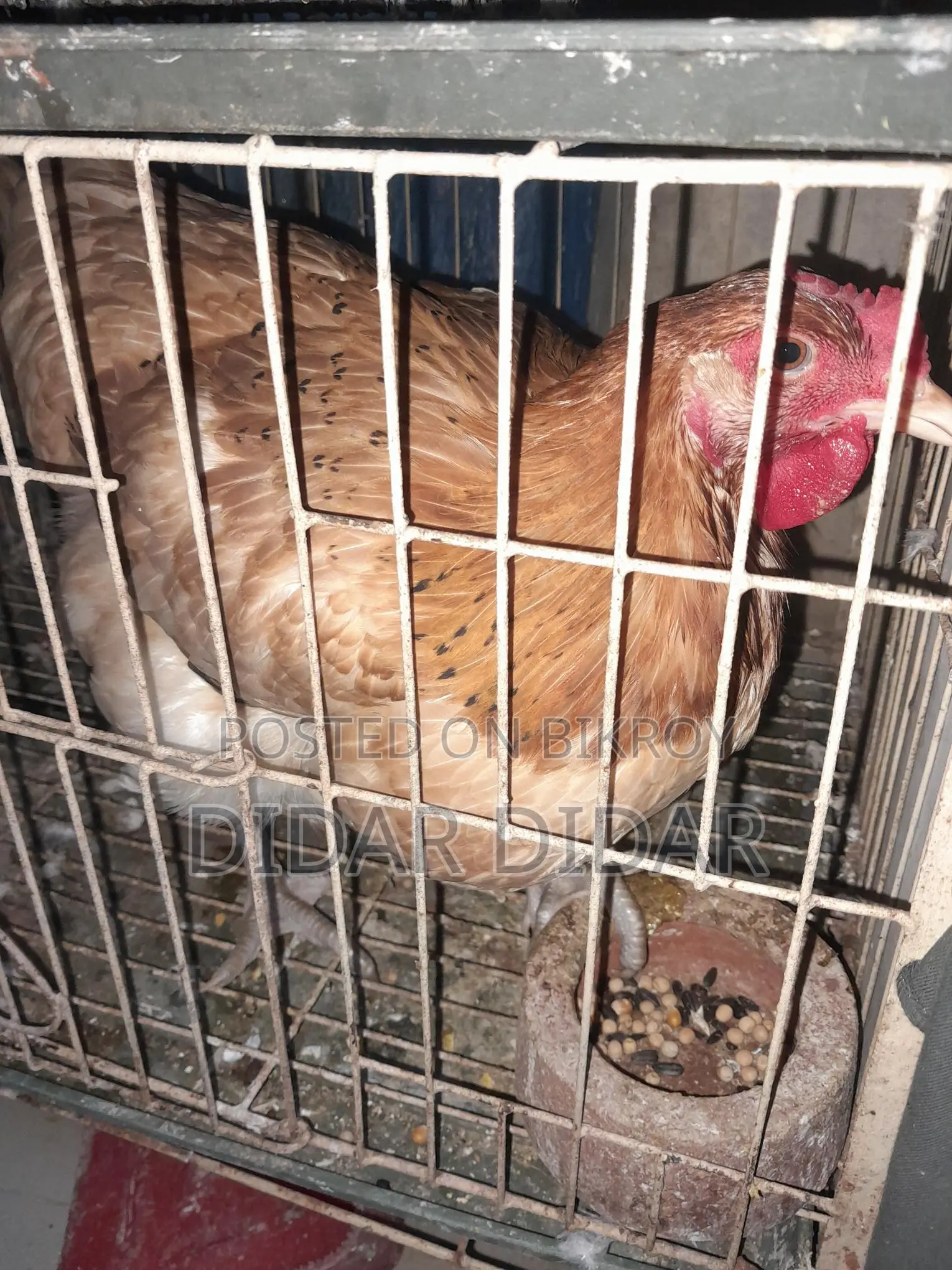 Pigeons for Sale