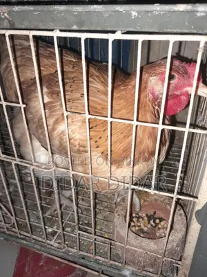 Pigeons for Sale