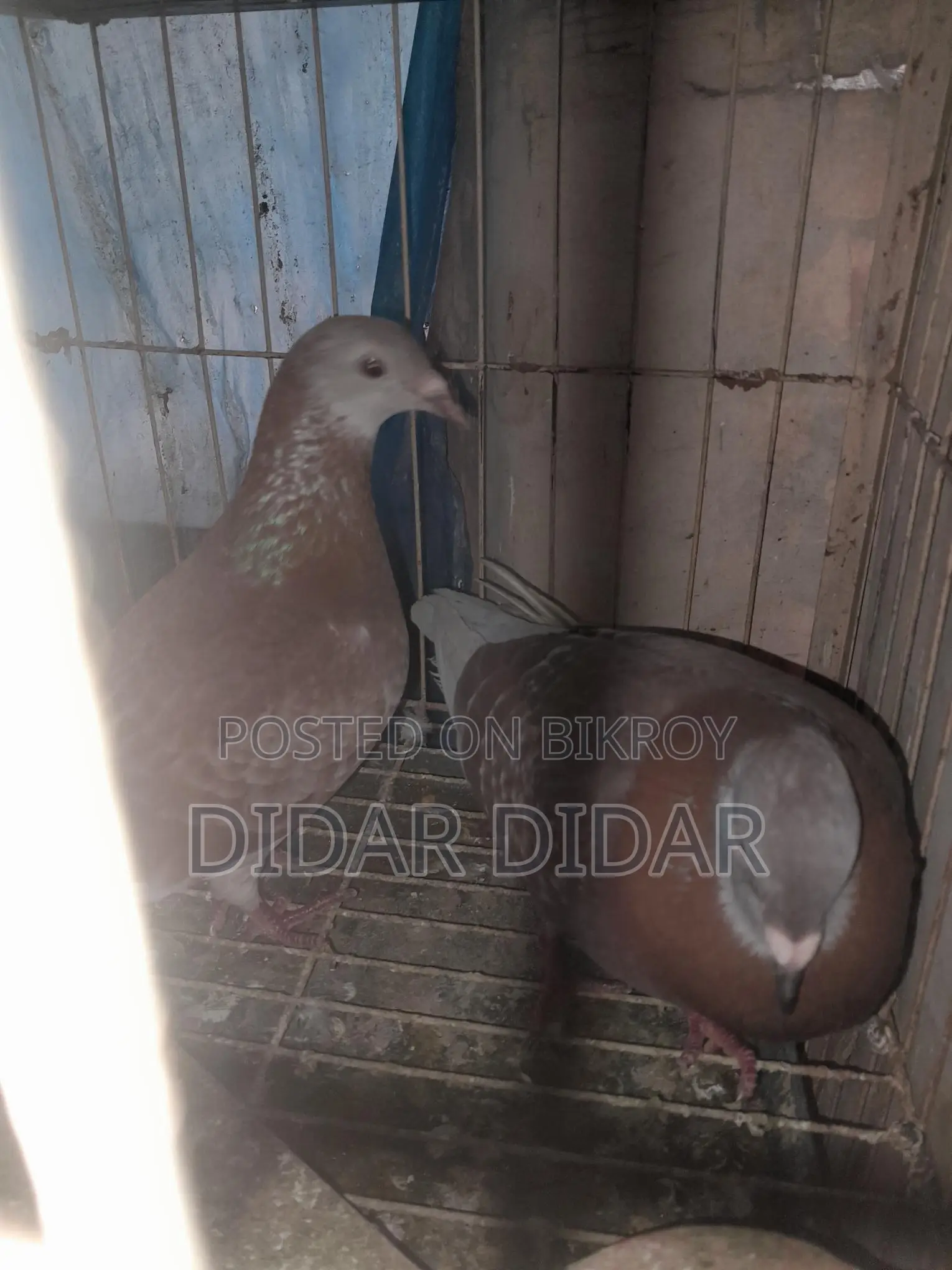 Pigeons for Sale