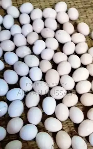 Haidari Chicken Hatching Eggs for Sale