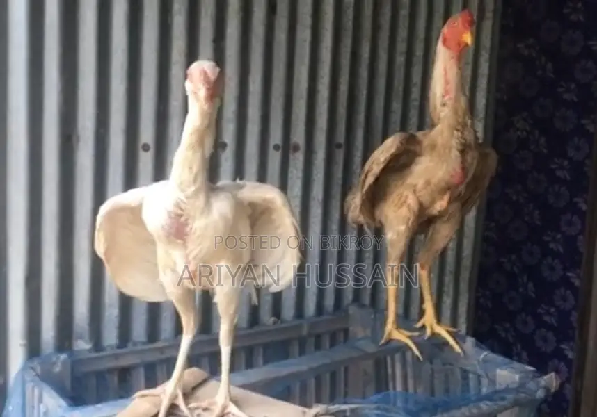 Haidari Chicken Hatching Eggs for Sale