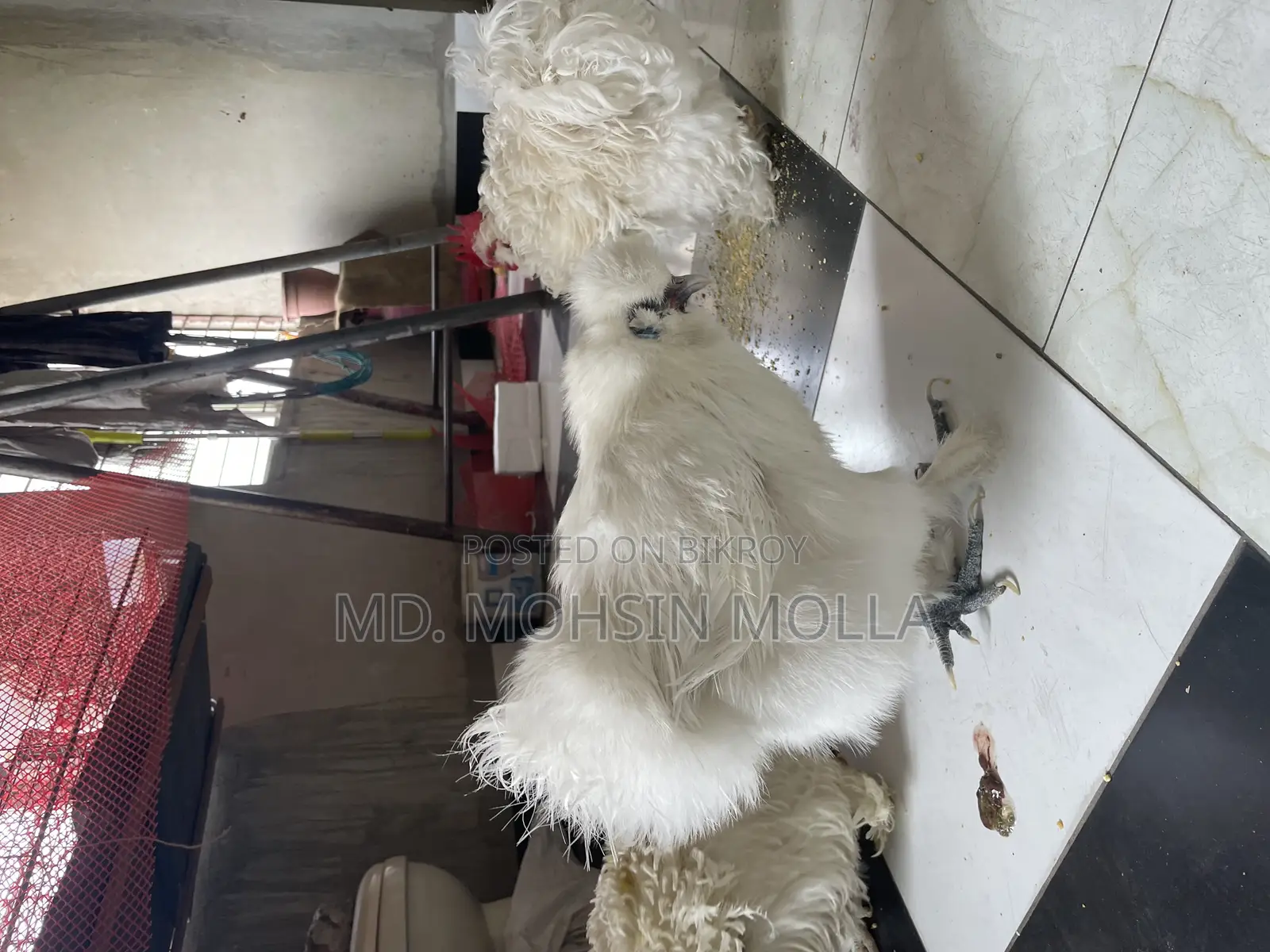 সিল্কি আর ফ্রিজেল জোড়া হাত বদল হবে