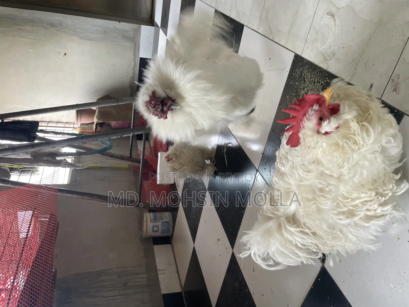 সিল্কি আর ফ্রিজেল জোড়া হাত বদল হবে