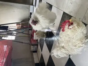 সিল্কি আর ফ্রিজেল জোড়া হাত বদল হবে