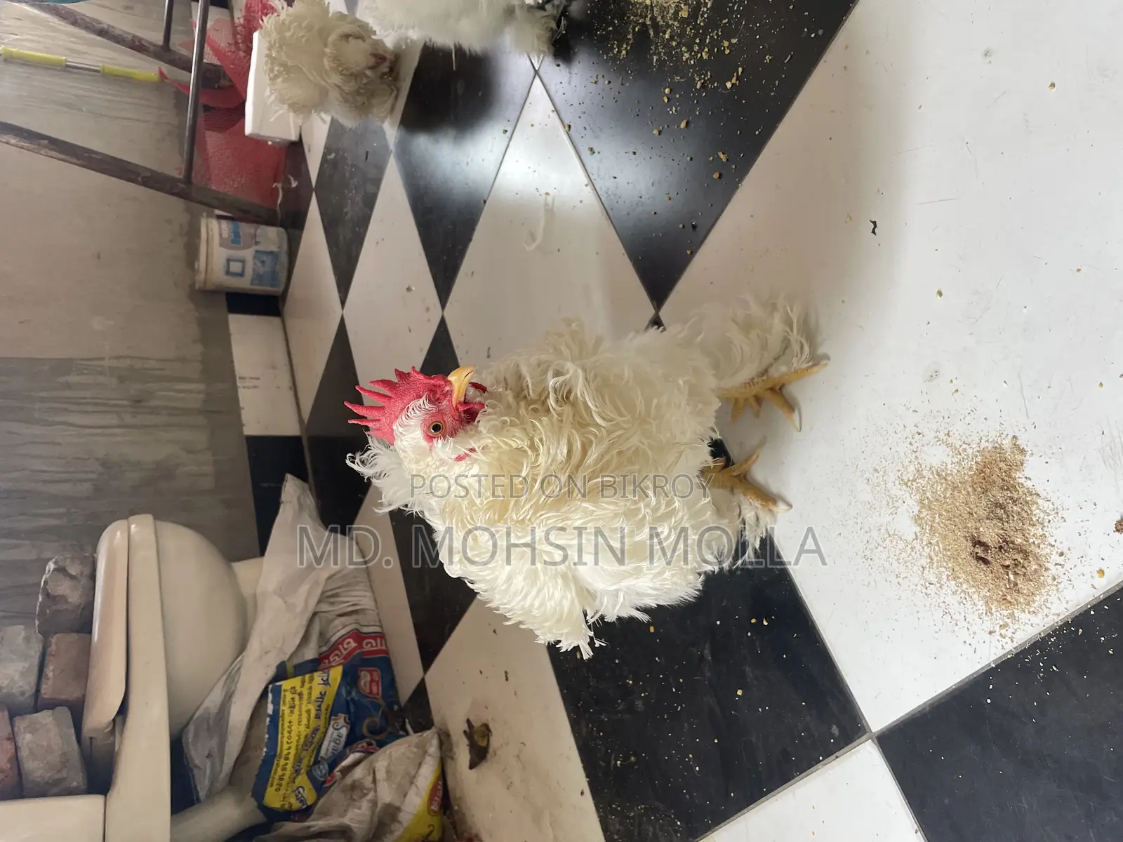 সিল্কি আর ফ্রিজেল জোড়া হাত বদল হবে