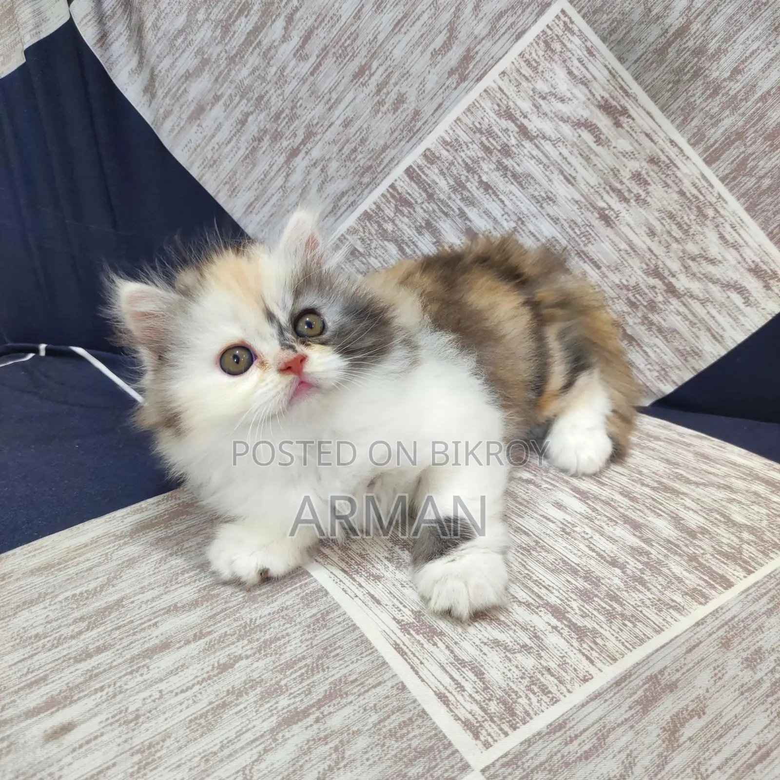 Persian Calico Female