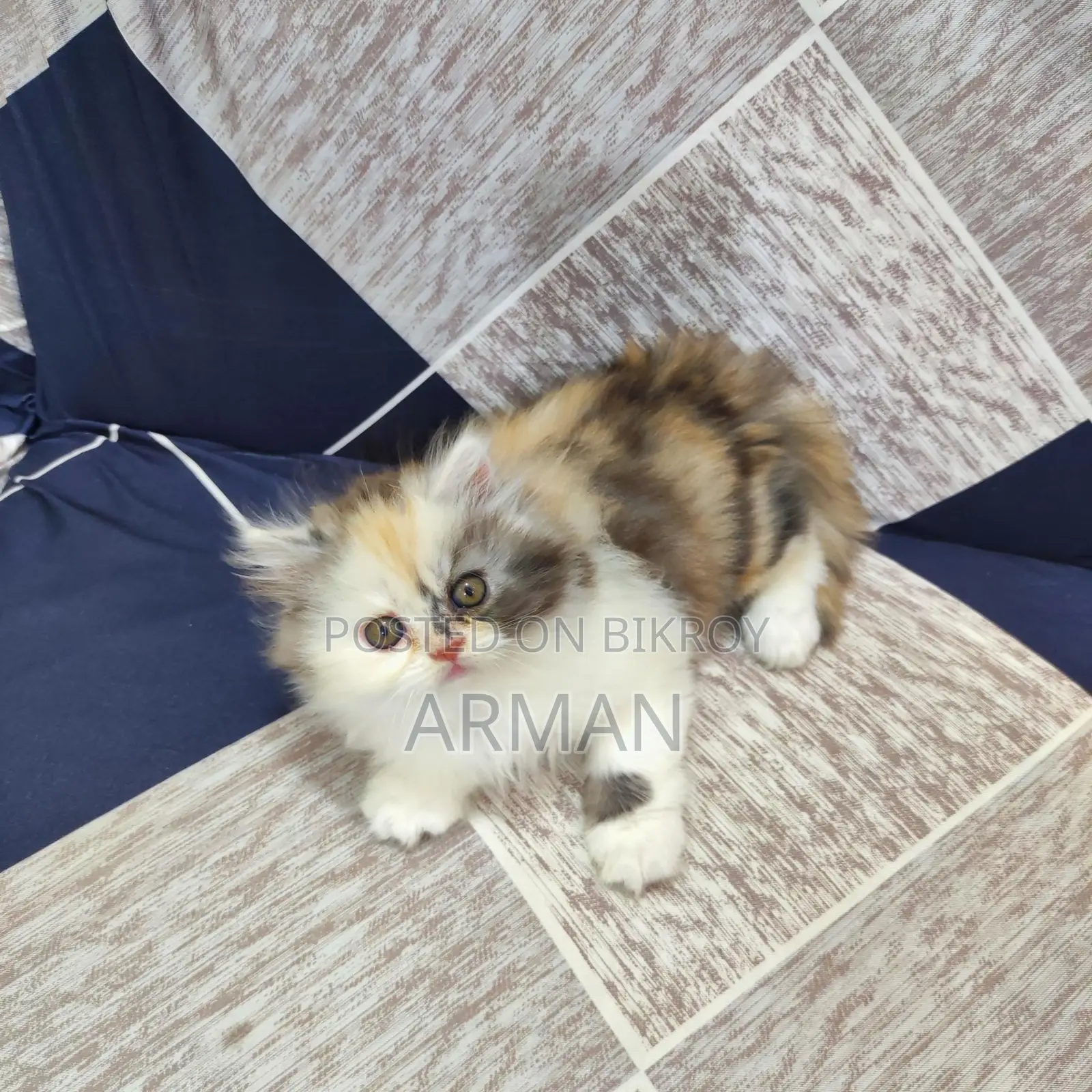 Persian Calico Female