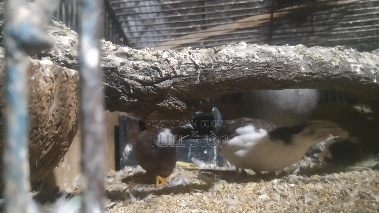 Running King Quail