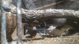 Running King Quail