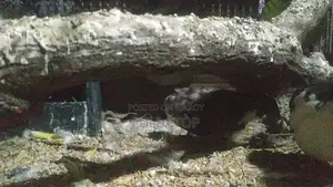 Running King Quail