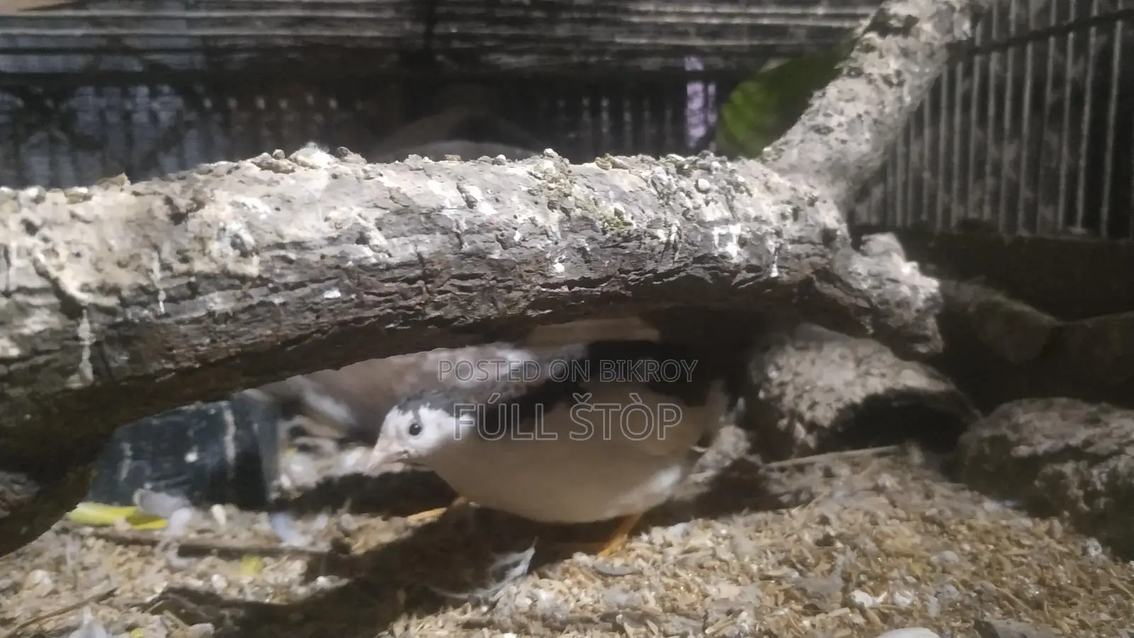 Running King Quail