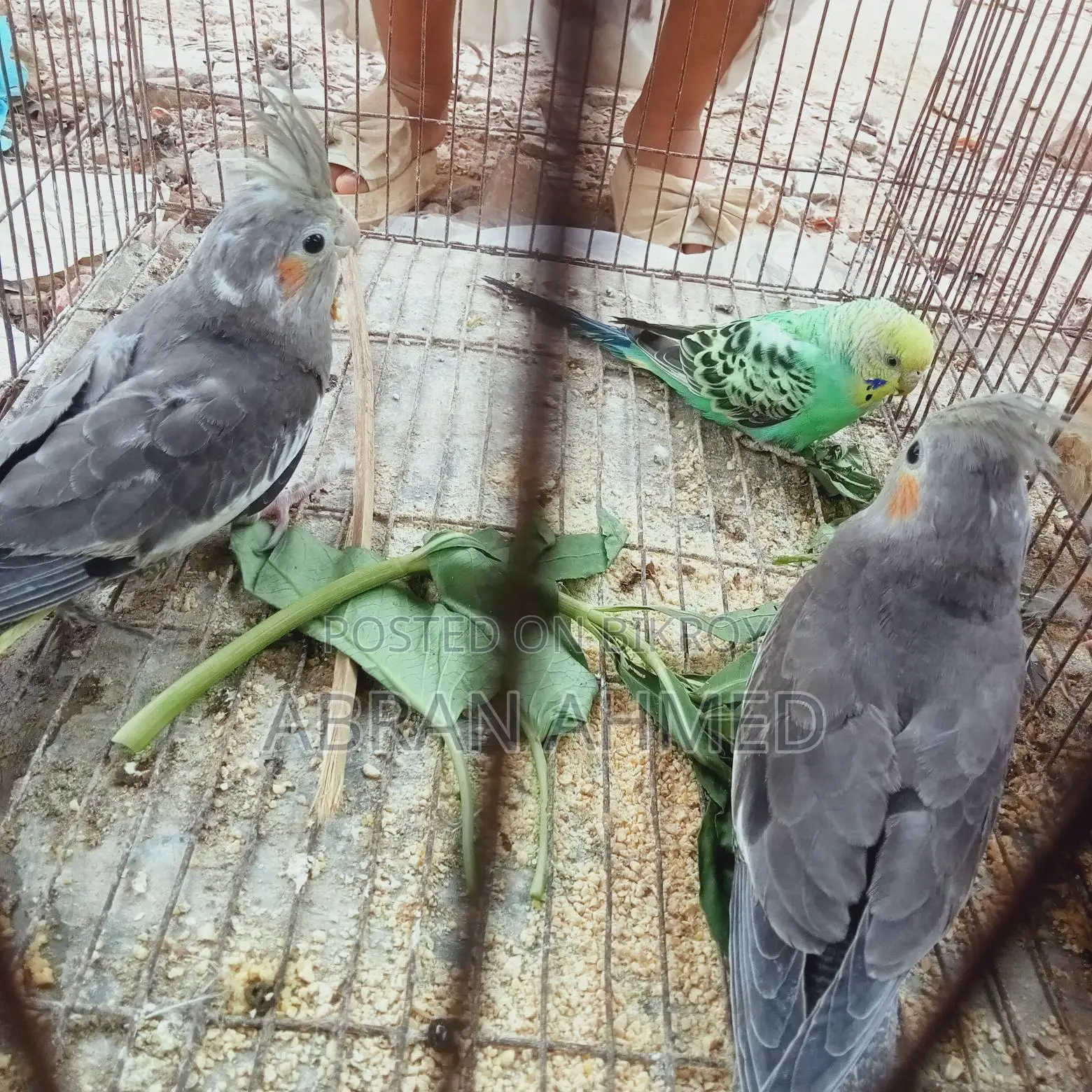 কোকাটেল