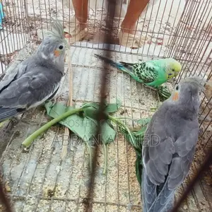 কোকাটেল