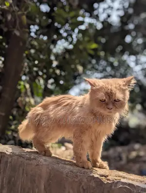 Persian Cat