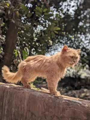 Persian Cat