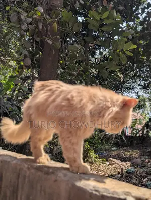 Persian Cat