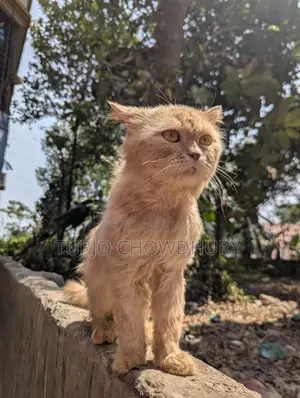 Persian Cat