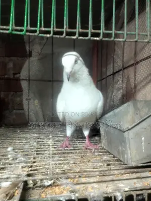 কবুতর