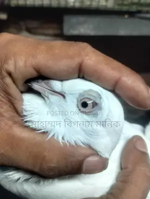 কবুতর