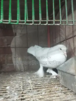 কবুতর