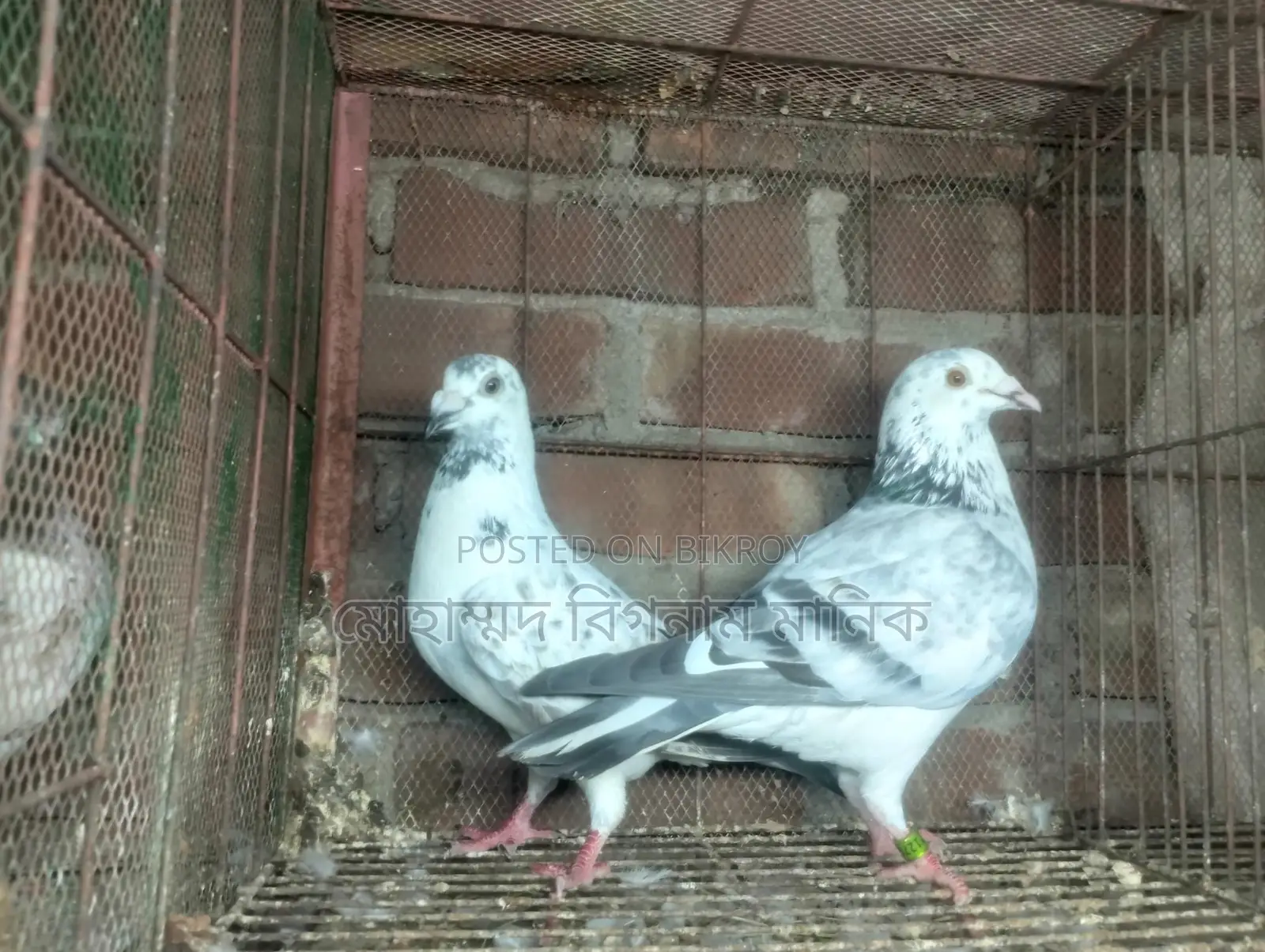 কবুতর