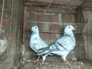 কবুতর