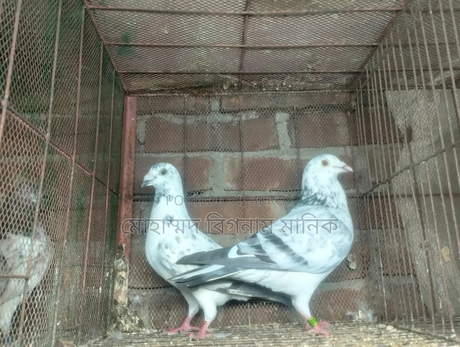 কবুতর