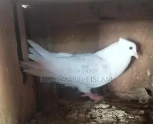 Giribaz White Chuit Male Pigeon