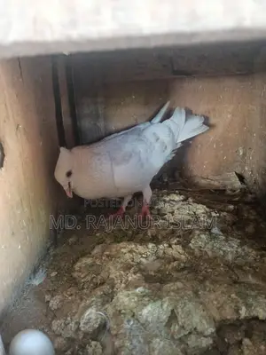 Giribaz White Chuit Male Pigeon