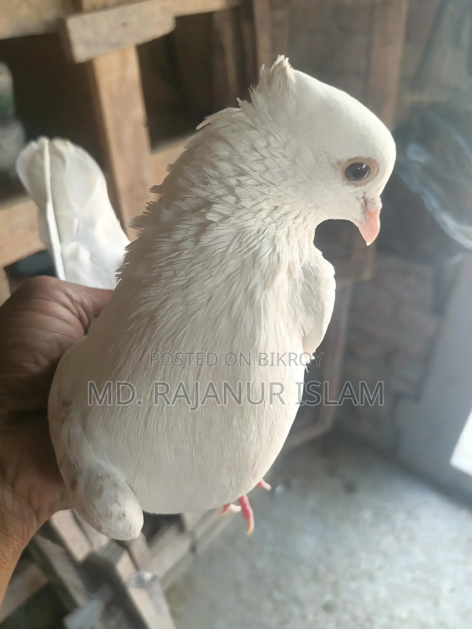 Giribaz White Chuit Male Pigeon