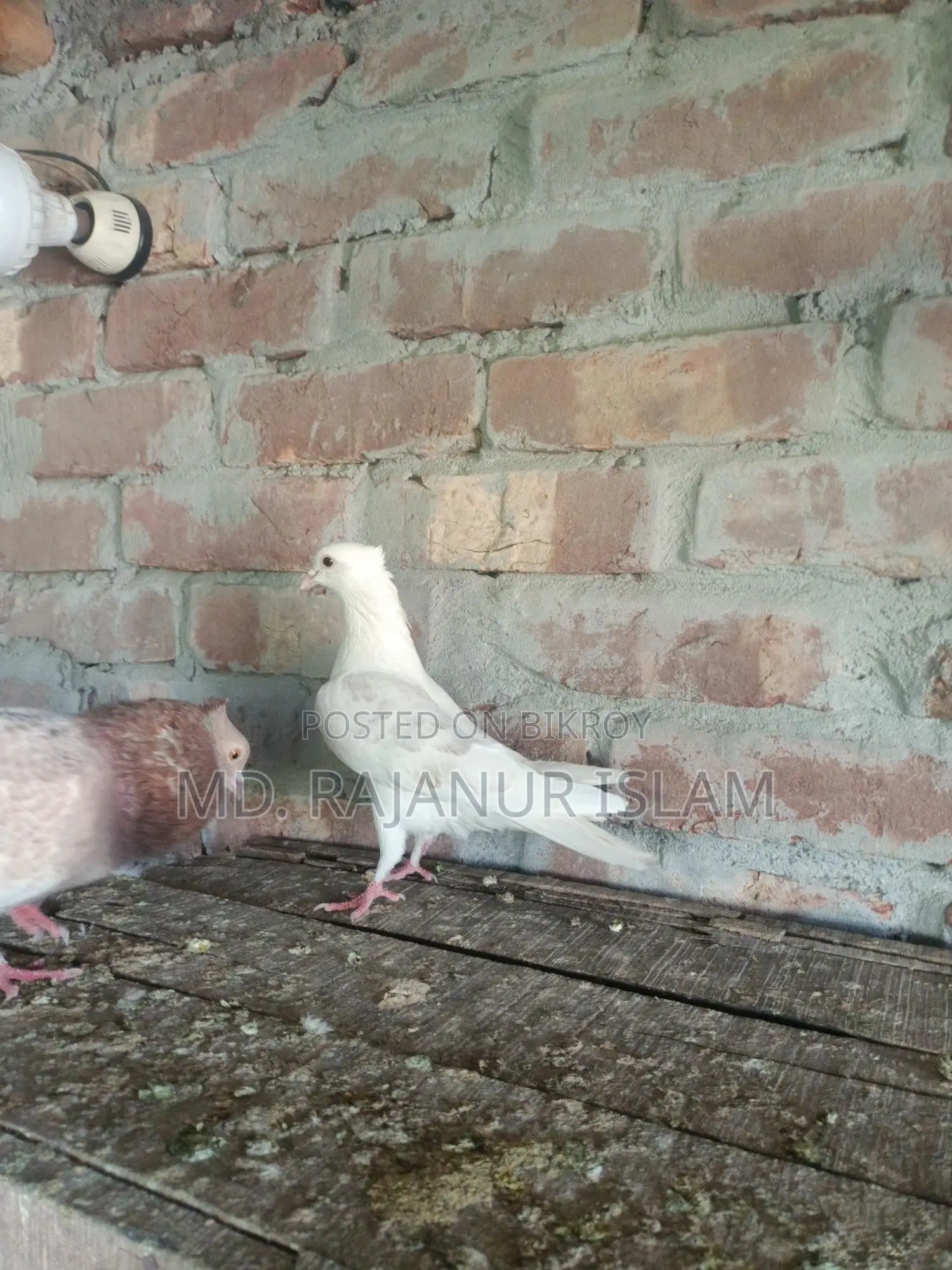 Giribaz White Chuit Male Pigeon