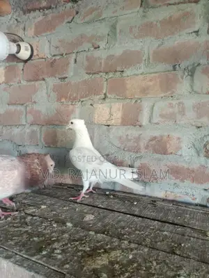 Giribaz White Chuit Male Pigeon