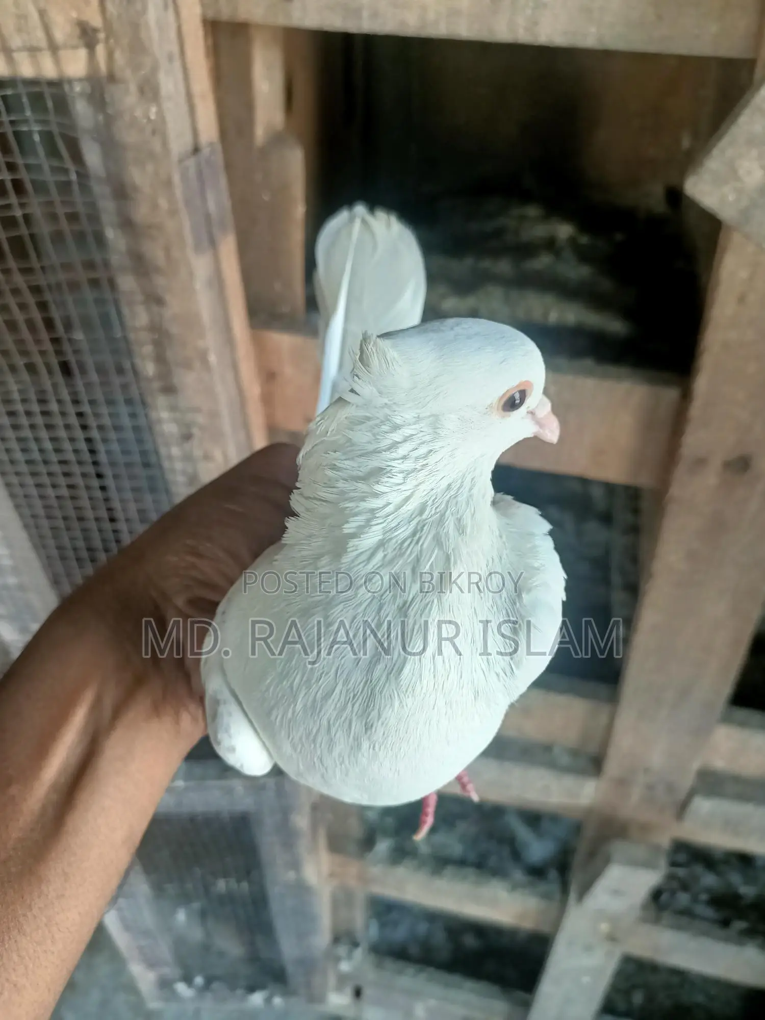 Giribaz White Chuit Male Pigeon