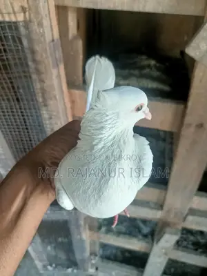 Giribaz White Chuit Male Pigeon