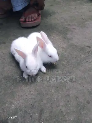 Rabbit Babies
