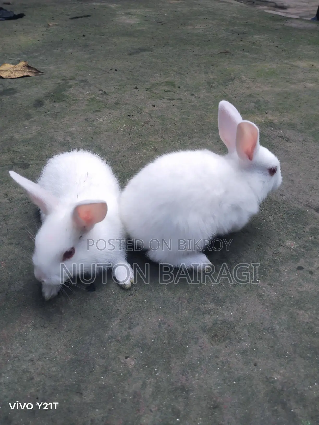 Rabbit Babies