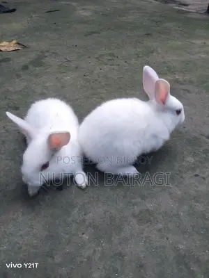 Rabbit Babies
