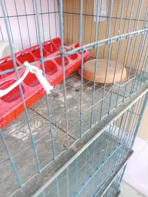 মুড়গি ও কবুতরের খাচা