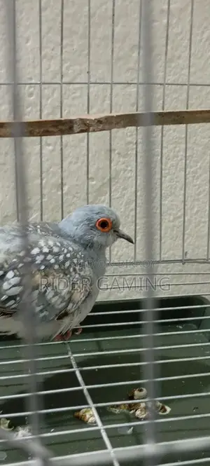 Male Diamond Dove for Sale – Healthy & Active