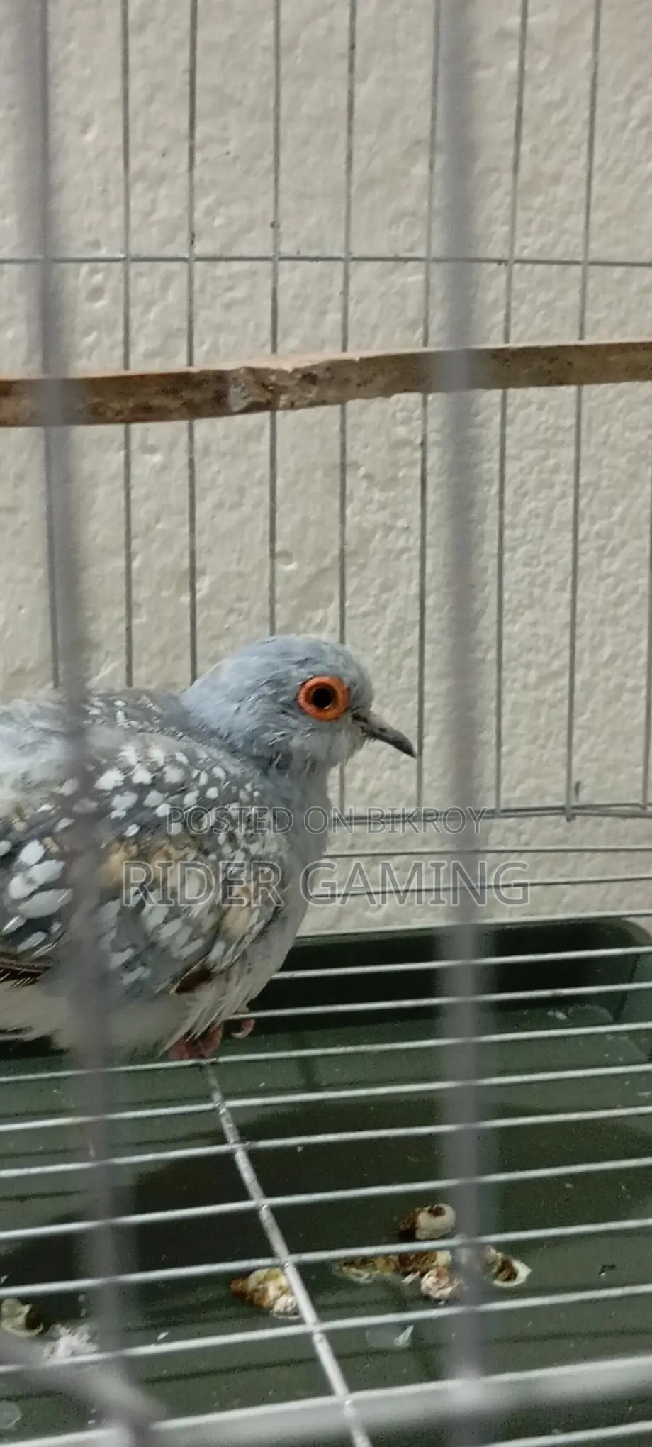 Male Diamond Dove for Sale – Healthy & Active