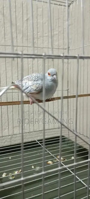 Male Diamond Dove for Sale – Healthy & Active