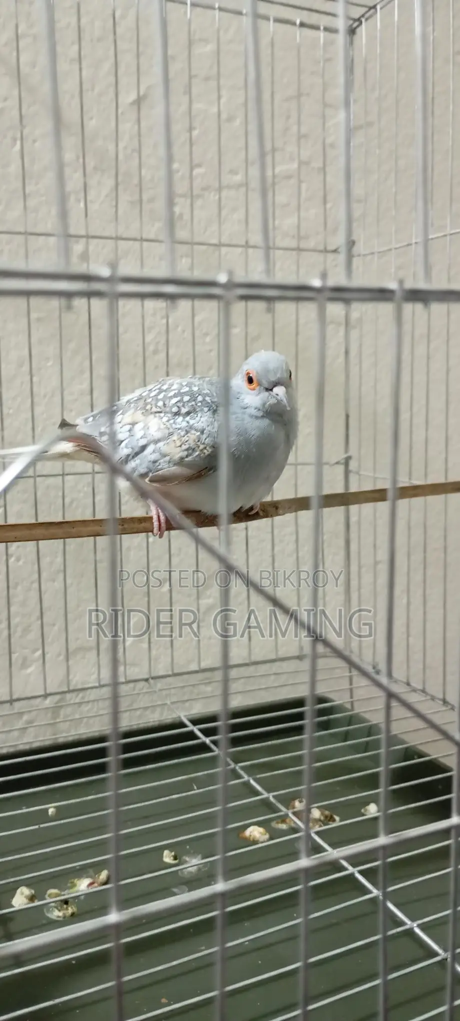 Male Diamond Dove for Sale – Healthy & Active