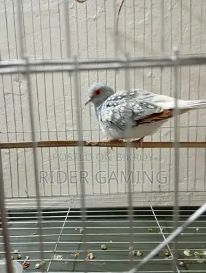 Male Diamond Dove for Sale – Healthy & Active