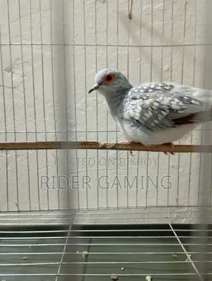 Male Diamond Dove for Sale – Healthy & Active