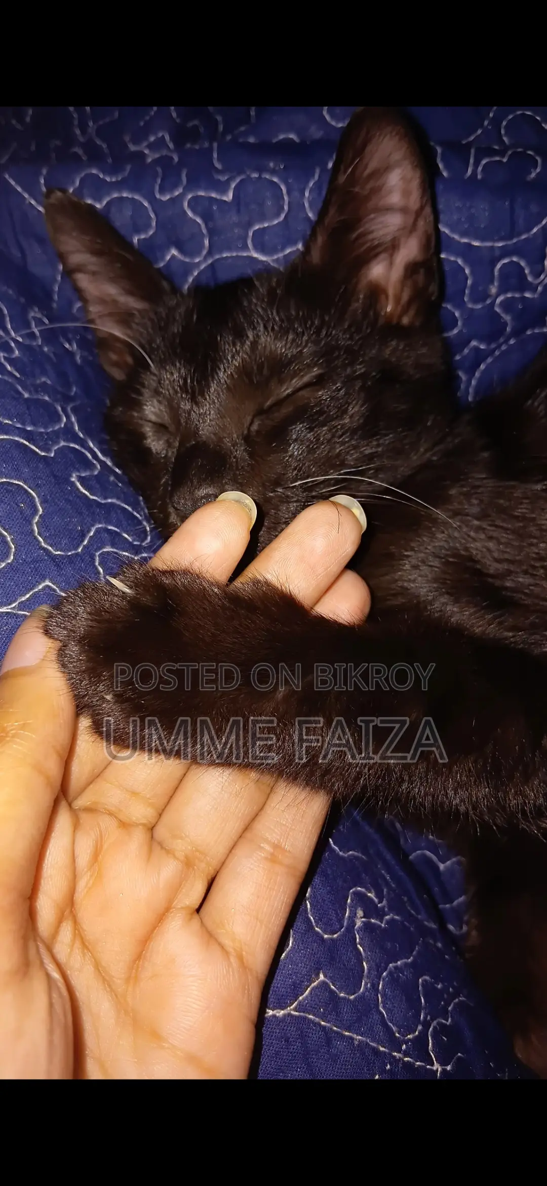 Cat for Adoption