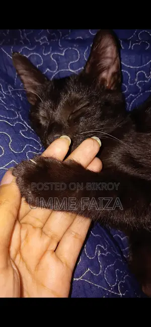 বিড়াল দত্তক দেওয়া হবে