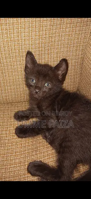 Cat for Adoption