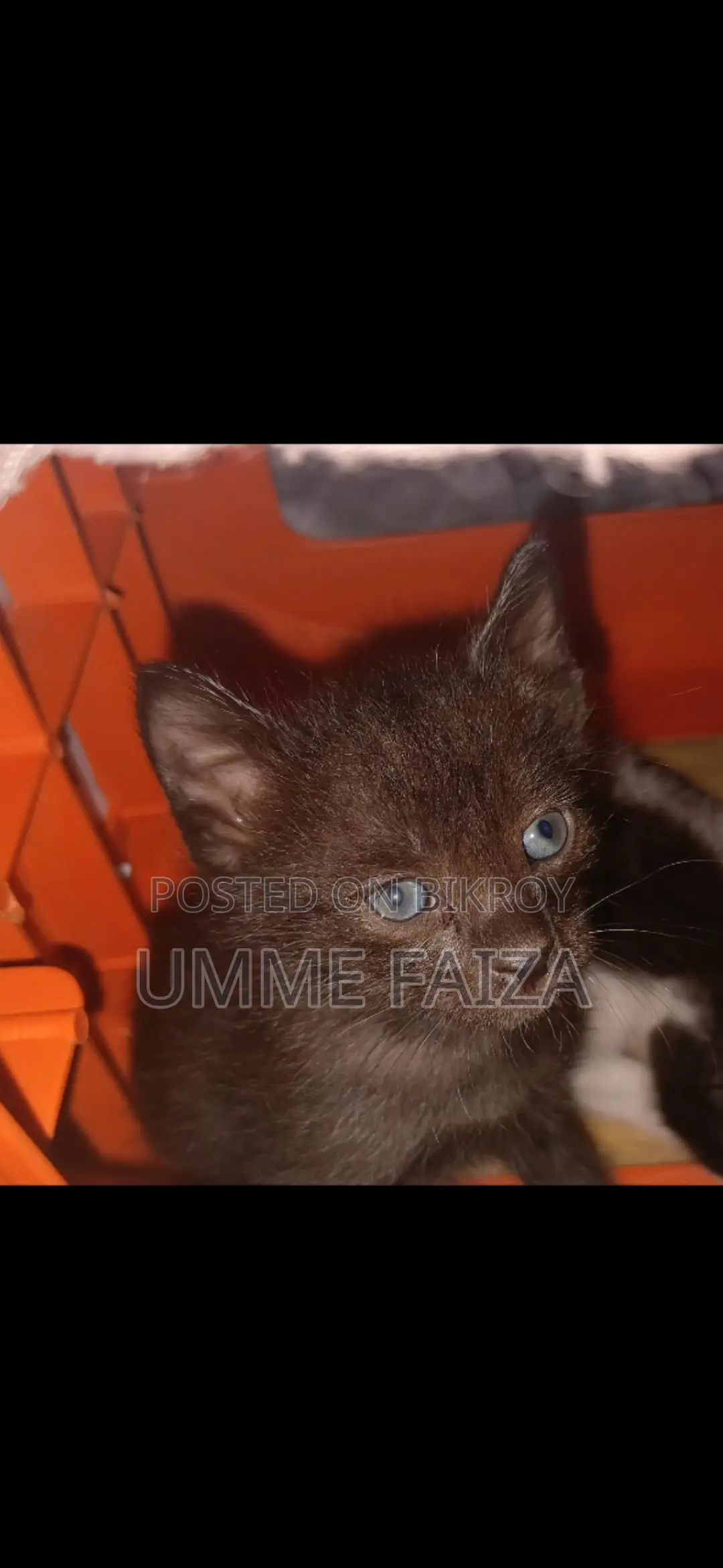Cat for Adoption