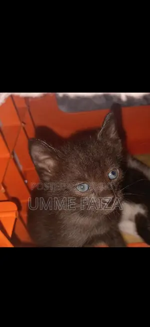 Cat for Adoption