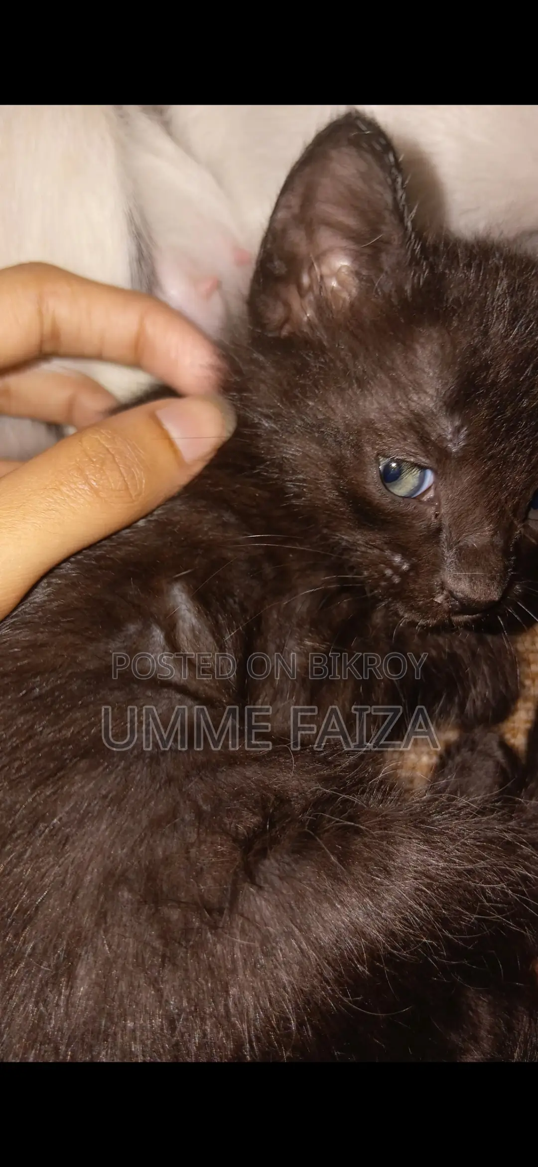 Cat for Adoption